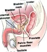 urology