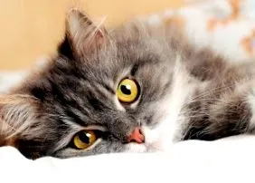 котка