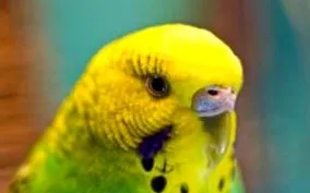 papagalii