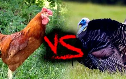 versus