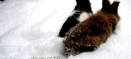 вашите