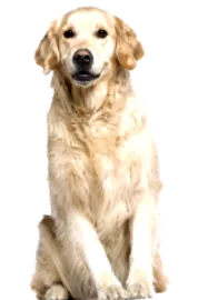 лющеща