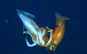 canibalii