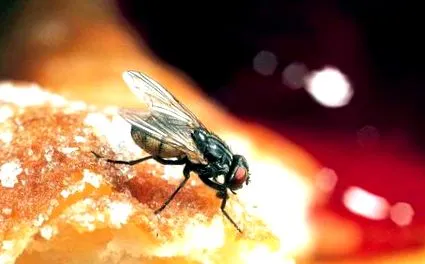 dipterán