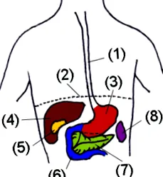 peptikus fekély
