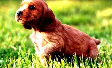 spaniel
