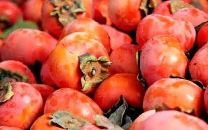persimmon