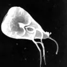 friend giardia