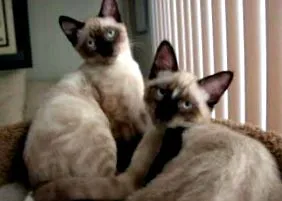 котешки