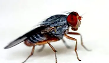 muște fructe