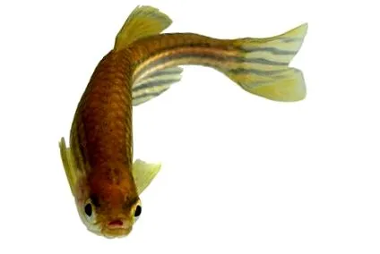 pfma