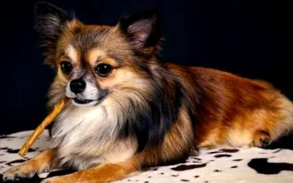 chihuahuasban
