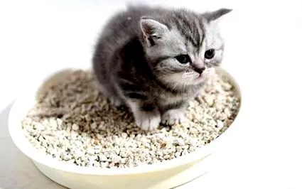 глюкоза котки