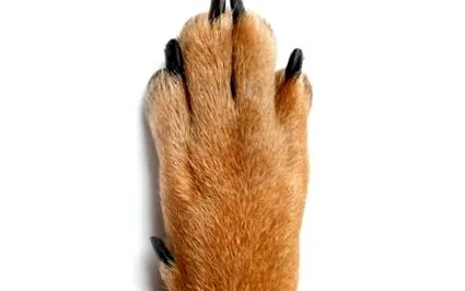 защо