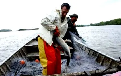 прасета