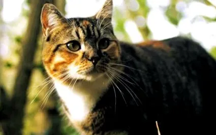 камъни котки