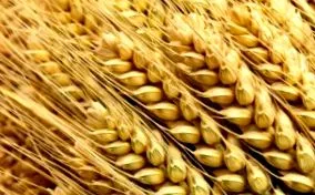 cerealele integrale