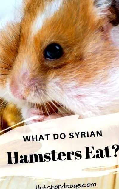 hörcsög