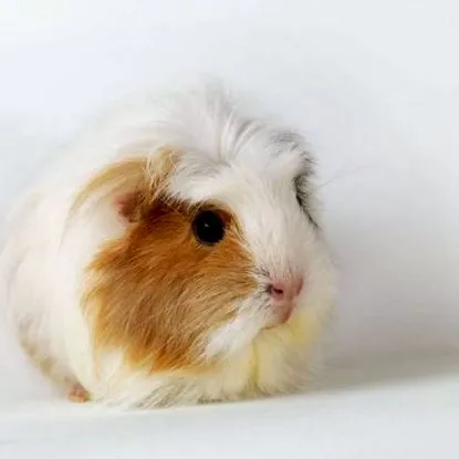 tengerimalac