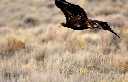 eagle