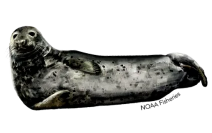 szürke fókák