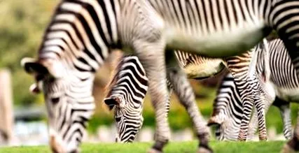 zebra