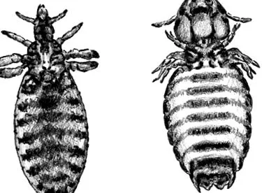 caprele