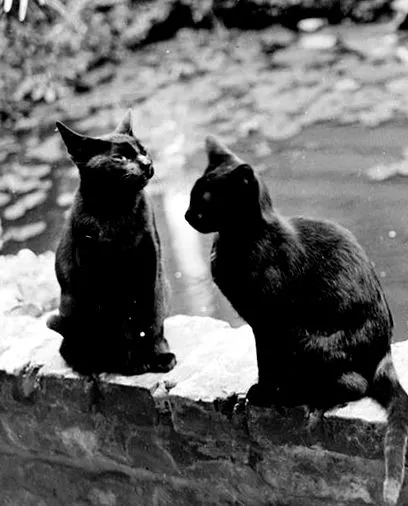 котките