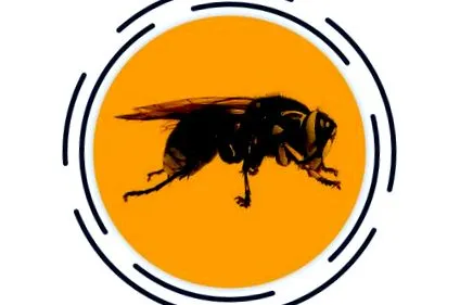hornet