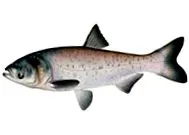 capul