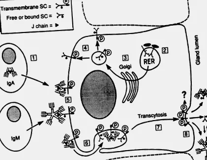 sciencedirect