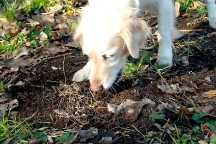 dirt