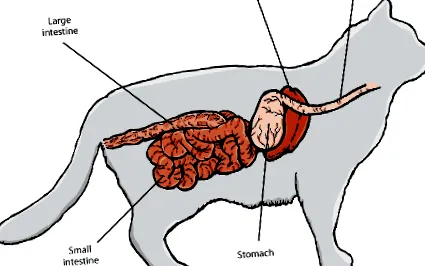 digestive