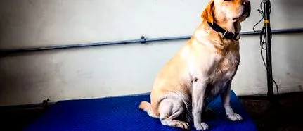 кучето