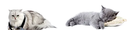 червата