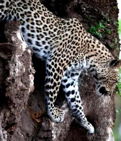 african