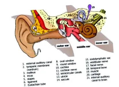 vestibularis