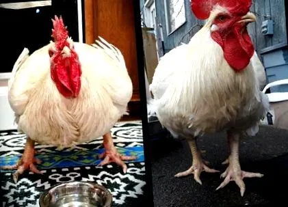 puiului