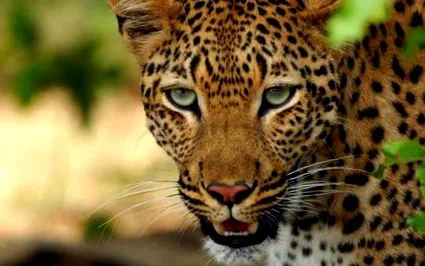 leopard
