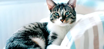 котешка медицина