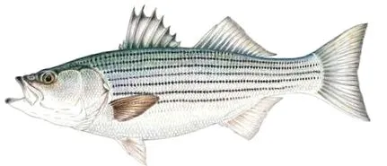 basul