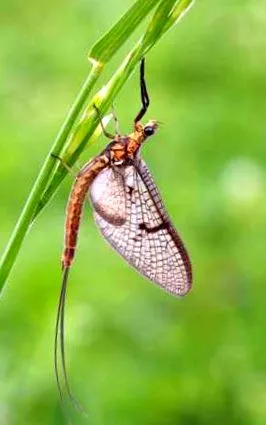 mayfly