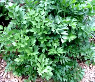 lovage