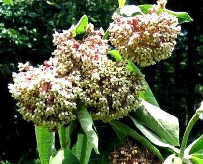 milkweed