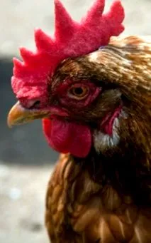 animalele