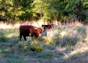 herd