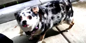 chihuahua