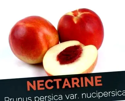 fapte