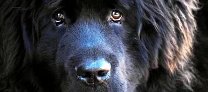 animalele