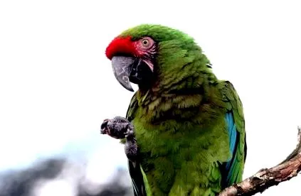 dieta